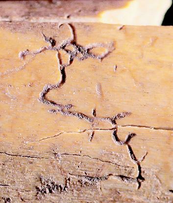 骨刻文是远古人刻写的文字不容置疑